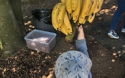 Tropical Fruit World, Duranbah