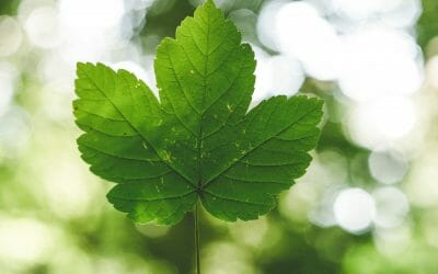 Simple Ways to Reduce Waste